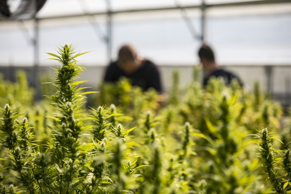 Turning procurement into profit in the cannabis sector