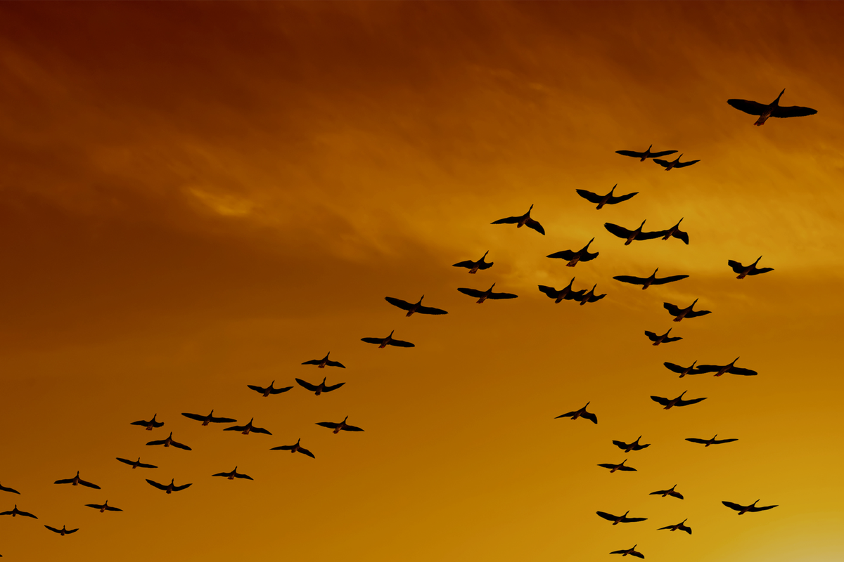 Tour de source: Mastering cross-border procurement