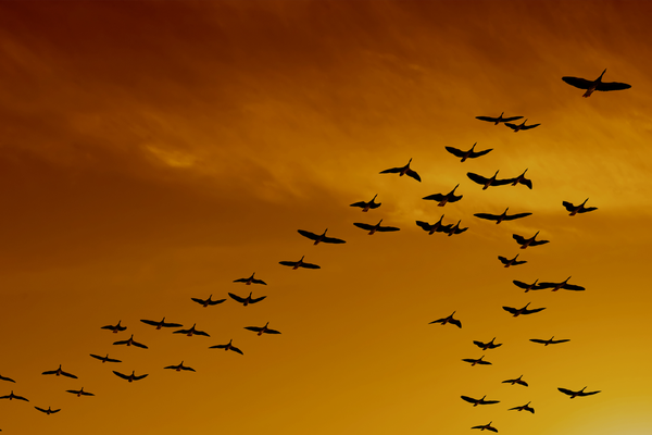 Tour de source: Mastering cross-border procurement